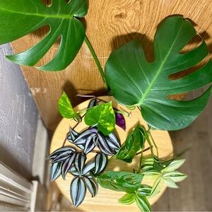 Big plant bundle with 2 kinds of monstera, golden pothos & 2 types tradescantia